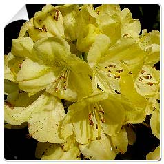 Rododendro 'Belkanto'